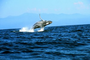 ballena